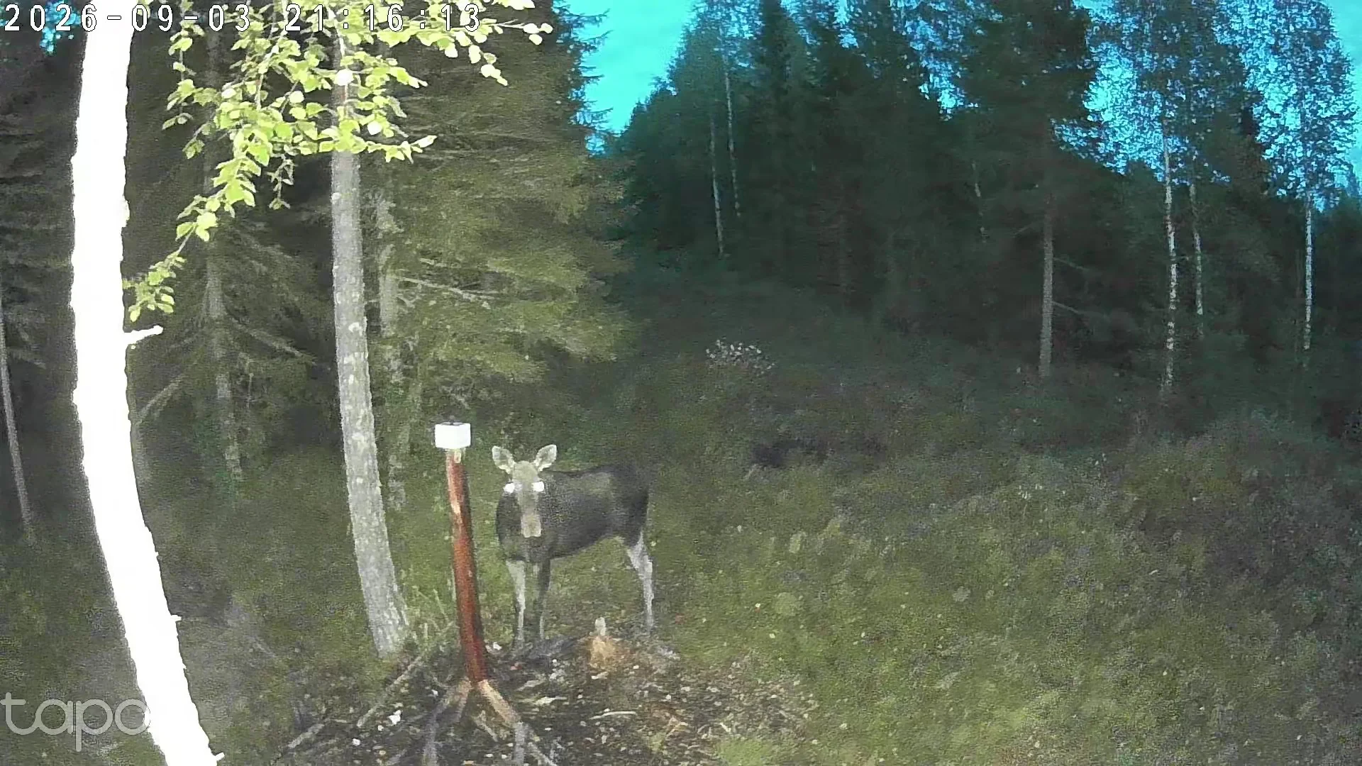 2026-09-03 21.16.20.webp