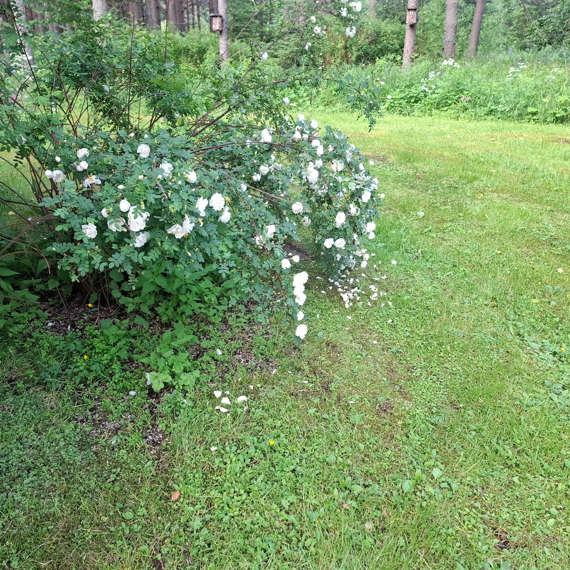 20260619_071536.webp