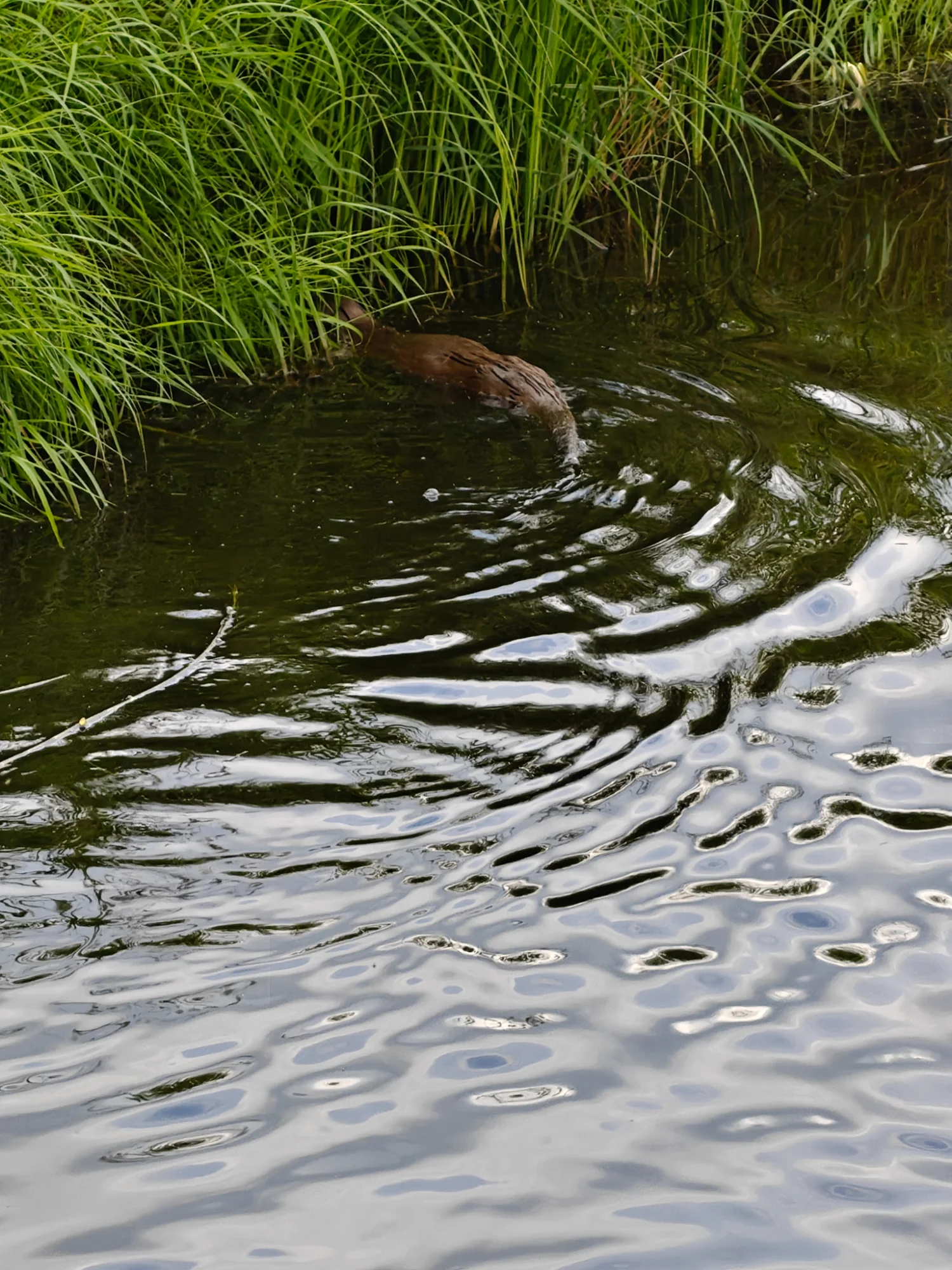 IMG-20260710-WA0009.webp