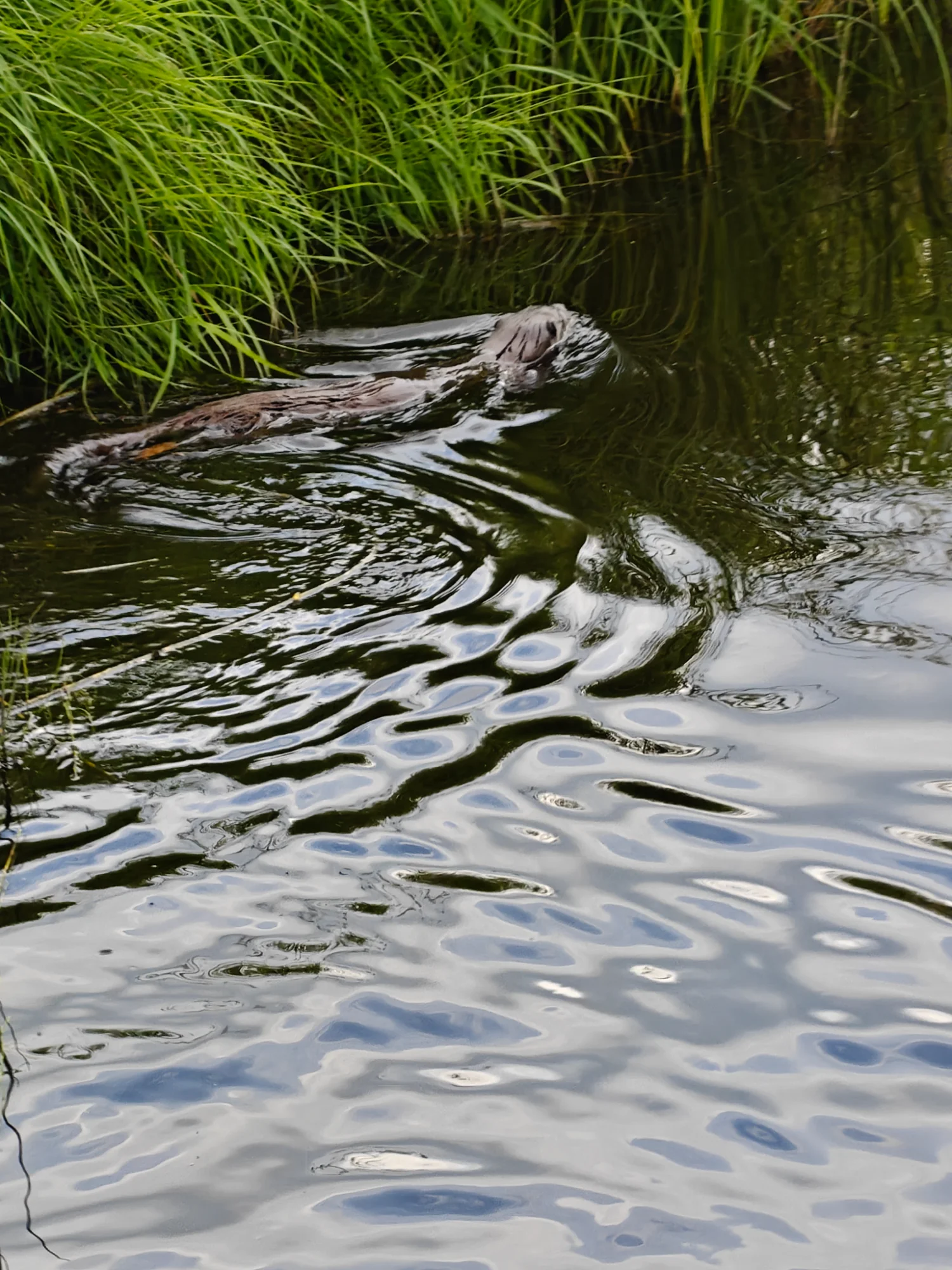 IMG-20260710-WA0010.webp
