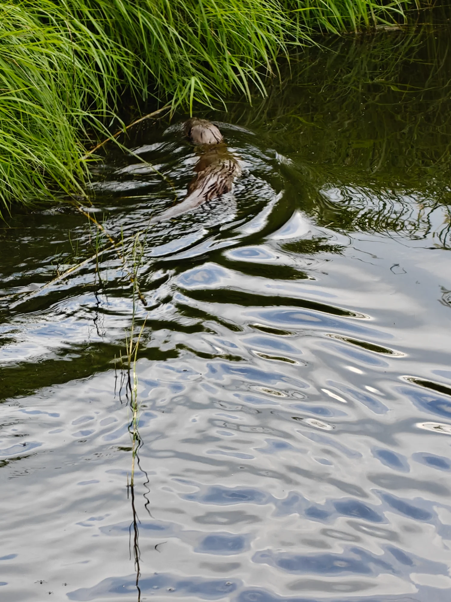 IMG-20260710-WA0011.webp
