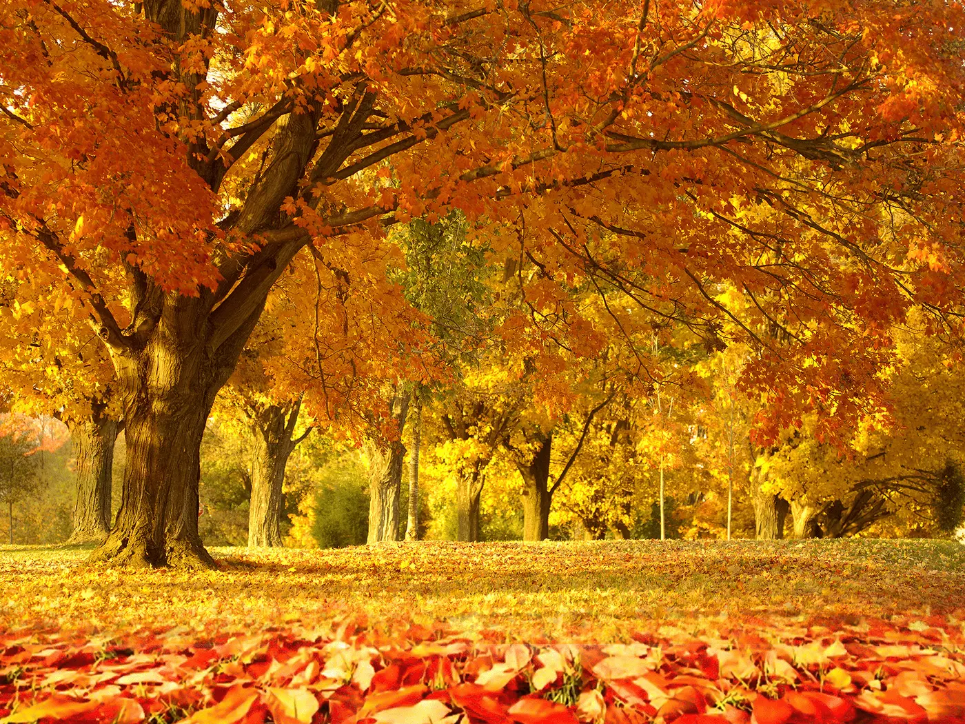 Sample-png-image-5mb.webp