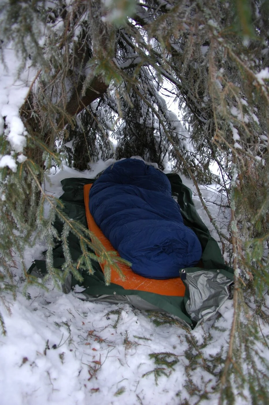 Tapsan maja kuusen persiissä..webp