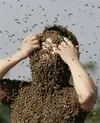 bees.webp