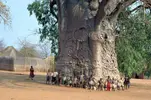 Baobab-children.webp Baobab-children.webp