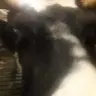 Äyrämöinen