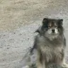 Jarmokalervo