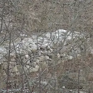 puutarhan tapaista ja kiveä