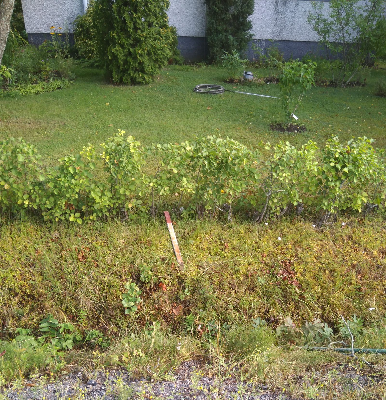 20190812_loppuasiakkaan_pihanurmi_ennen_kaivuuta.jpg